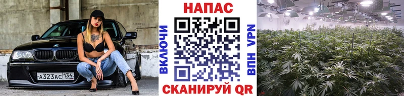 даркнет наркотические препараты  мега ссылки  Кизел  Шишки марихуана ГИДРОПОН 